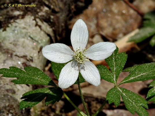 {Anemone quinquefolia}